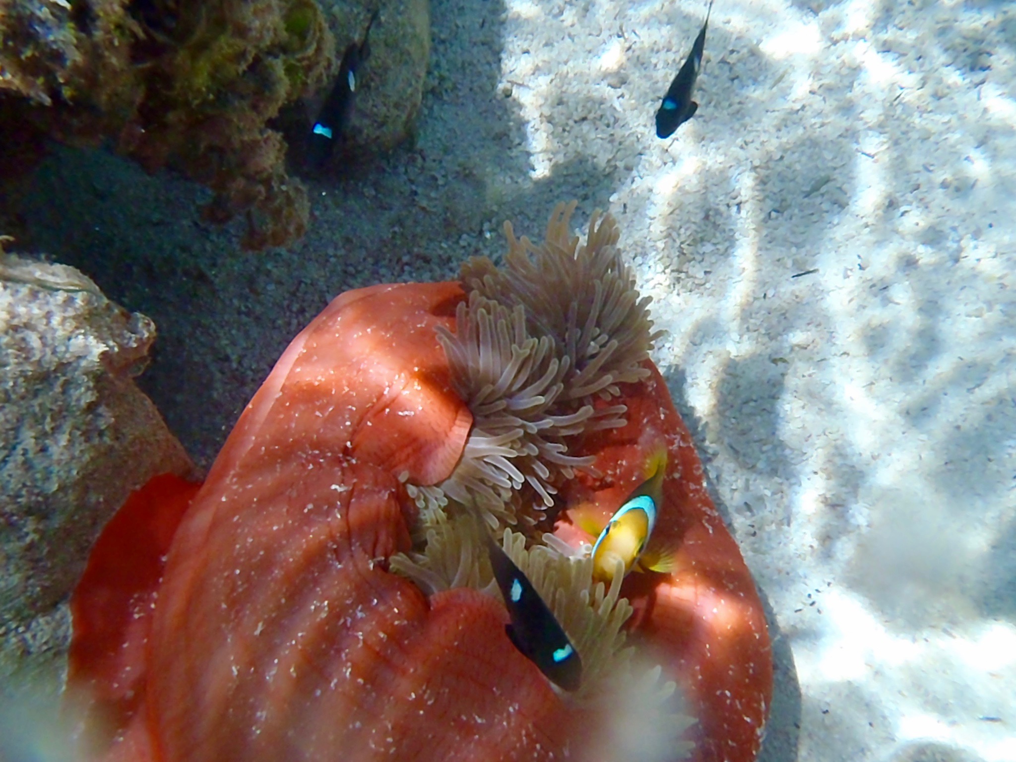 Faune marine à Taha'a