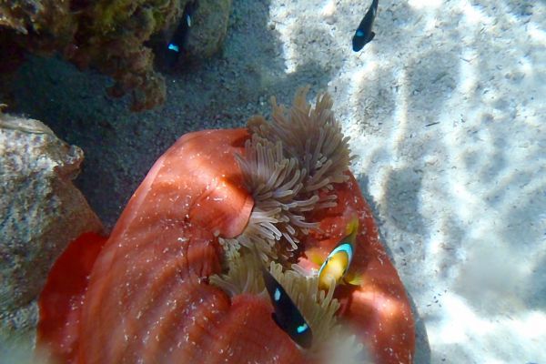 Faune marine à Taha'a